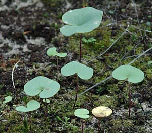 Utricularia
